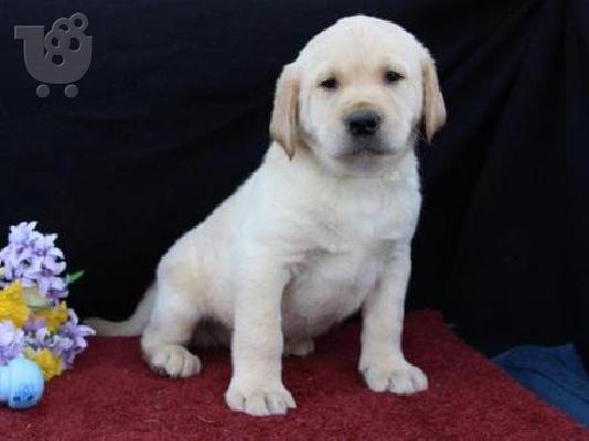 PoulaTo: όμορφος αρσενικό κουτάβι λαμπραντόρ